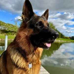 FindPet konta aktivizēšana